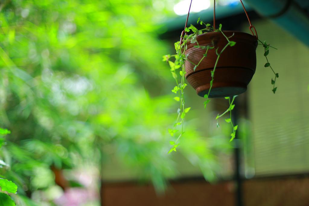 מונאר Greenspaces B&B מראה חיצוני תמונה